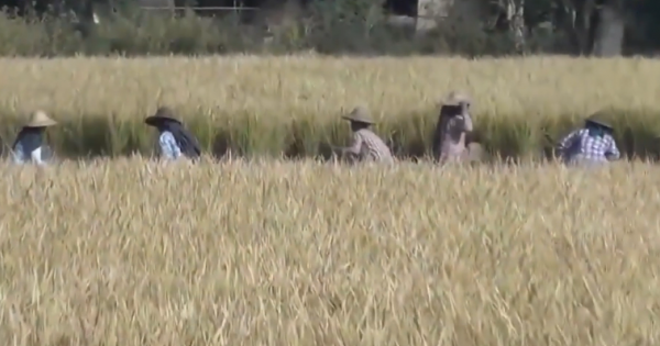 Myamar cạnh tranh xuất khẩu gạo với Việt Nam