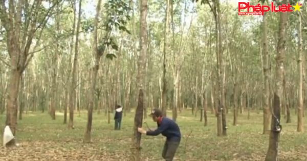 Nông dân phấn khởi khi cao su tăng giá