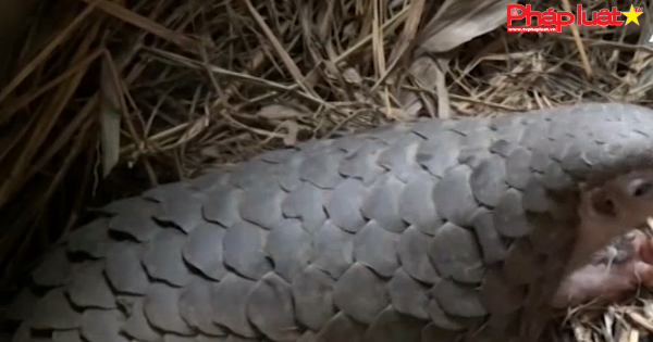 Trả về tự nhiên 9 cá thể tê tê