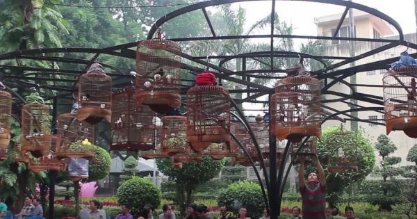 Độc đáo cafe chim cảnh giữa phố Sài Gòn