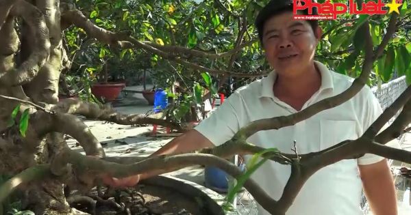 Mê mẩn trước vườn mai tiền tỉ của nghệ nhân Sài Gòn