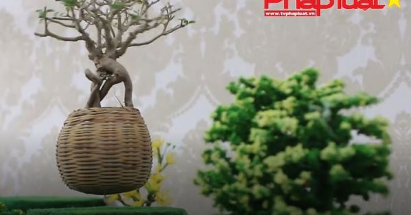 Bonsai bay lơ lửng trên không