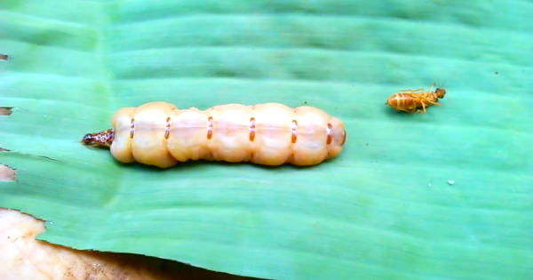 Chưa bao giờ bắt Mối Chúa dễ đến thế.