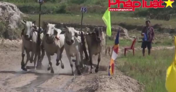 Hội đua bò Bảy Núi lần đầu tiên tổ chức dịp Tết cổ truyền