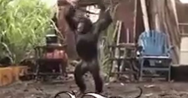 Tháo chạy thục mạng vì trao súng AK cho khỉ