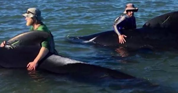 Hàng trăm con cá voi lao vào bờ không rõ nguyên nhân