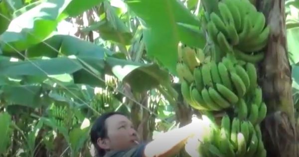 Chuối rẻ hơn rau, mua cho bò, dê ăn thay cỏ