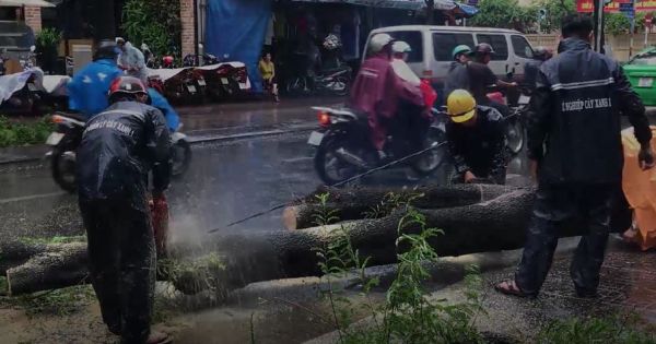 TPHCM: Cây xanh đổ ngã đè lên người đi đường