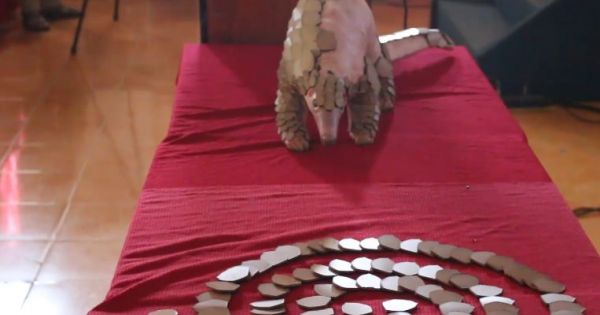 Hội thảo kêu gọi mọi người cùng bảo vệ loài tê tê quý hiếm