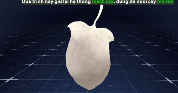 Kỹ thuật nuôi cấy mô tim từ rau cải bó xôi