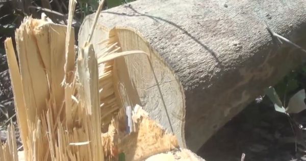 Bức xúc vì phá rừng phòng hộ để chăn nuôi bò