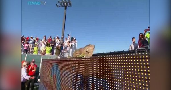 Trận bóng tennis bị tạm hoãn do bị kỳ đà ghé thăm