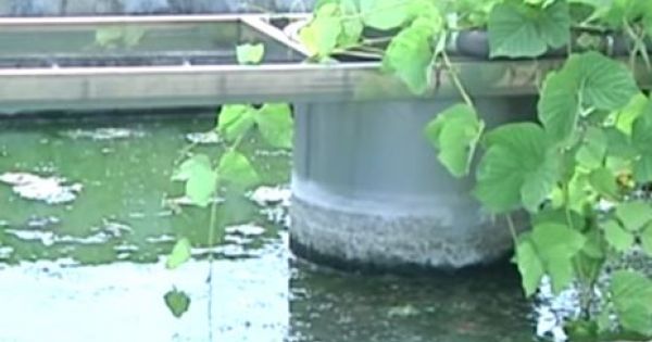 Cả làng ô nhiễm vì nước thải chuồng lợn