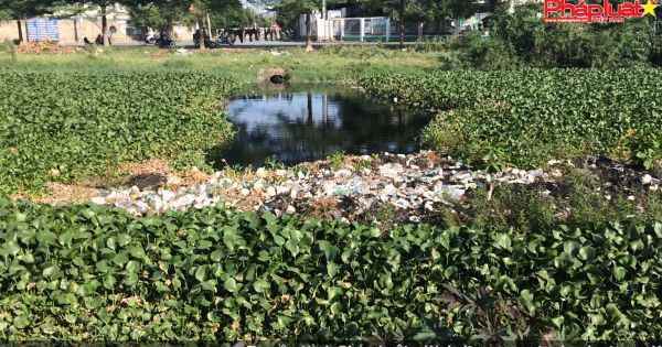 Kênh rạch Sài Gòn kêu cứu vì bị lục bình tấn công