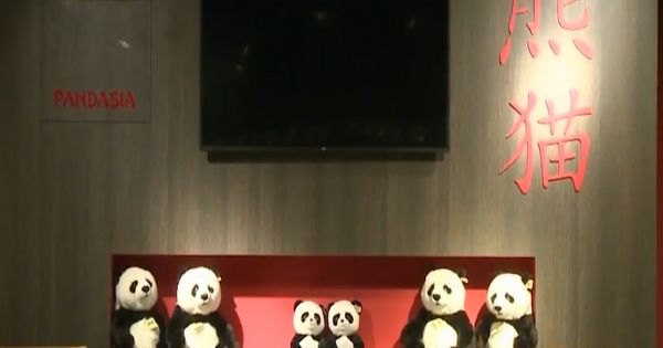 Nhà cổ kiểu Trung Quốc dành cho gấu trúc ở Hà Lan sắp đi vào hoạt động