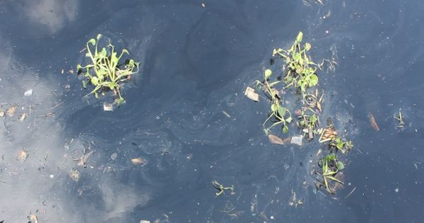 Ô nhiễm kênh Tham Lương, người dân khốn khổ