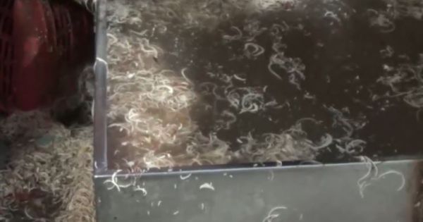 Hãi hùng phát hiện 2 tấn bắp chuối bào ngập trong hóa chất