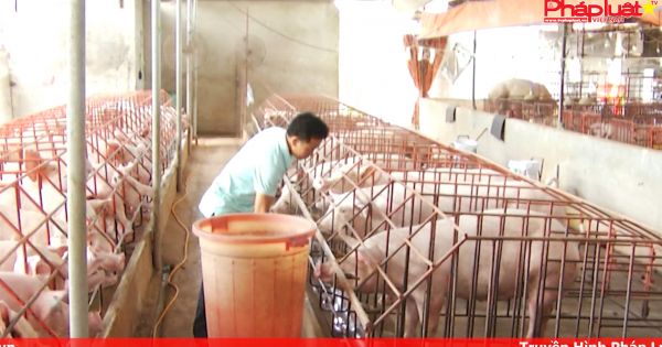 Giảm đàn heo: Cần sự quyết liệt của bộ nông nghiệp