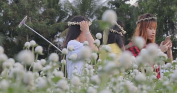 Trồng hoa cho khách selfie kiếm tiền triệu mỗi ngày