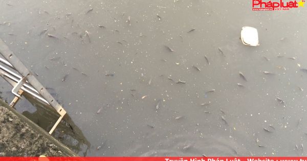 Cá chết hàng loạt ở kênh Nhiêu Lộc - Thị Nghè