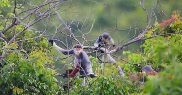 Báu vật thiên nhiên ở bán đảo Sơn Trà, Đà Nẵng