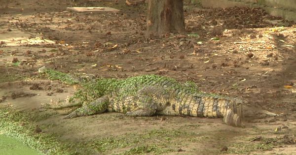 Sau chuối, lợn...cá sấu cũng mong được giải cứu