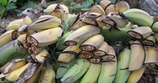 Hàng nghìn cây chuối bị giang hồ chặt phá