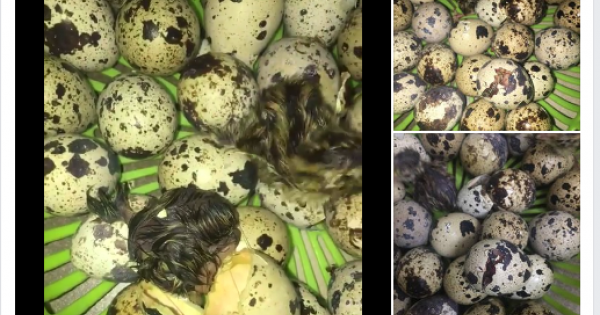 Trứng cút lộn chưa kịp luộc đã... nở ra chim non