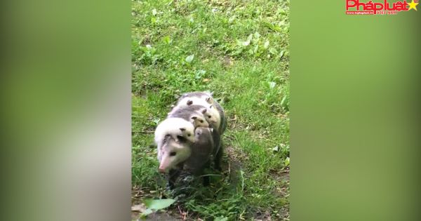 Chồn mẹ cùng lúc cõng 12 con trên lưng ở Mỹ