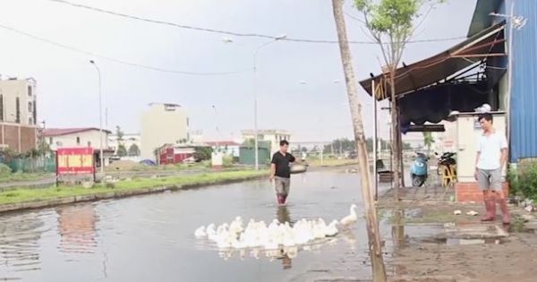 Đường ngập quanh năm, khu đô thị trở thành nơi thả vịt