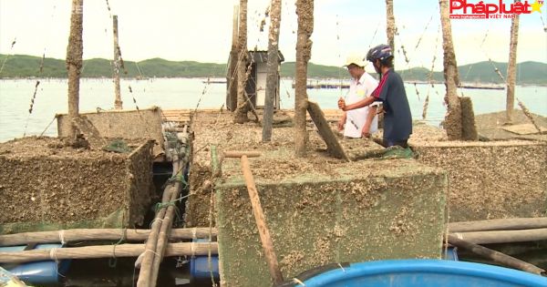 502 hộ dân làng tôm hùm thiệt hại 700 tỷ đồng