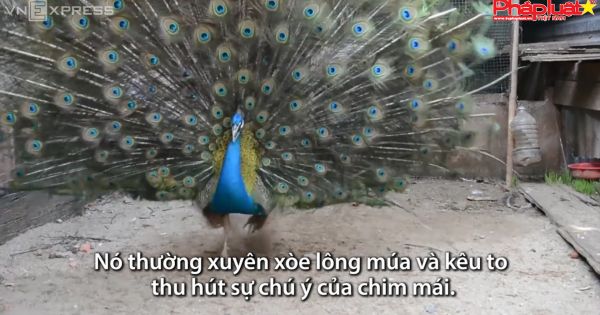 Nuôi chim khổng tước kiếm tiền tỷ mỗi năm