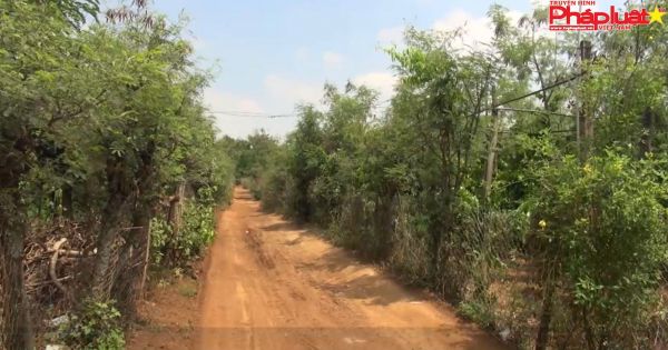 Giải pháp phát triển hồ tiêu bền vững tại Gia Lai