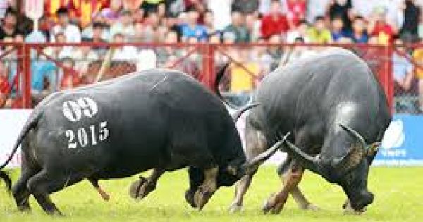 Trâu húc chết chủ, Bộ hỏa tốc đề nghị tạm dừng chọi trâu Đồ Sơn