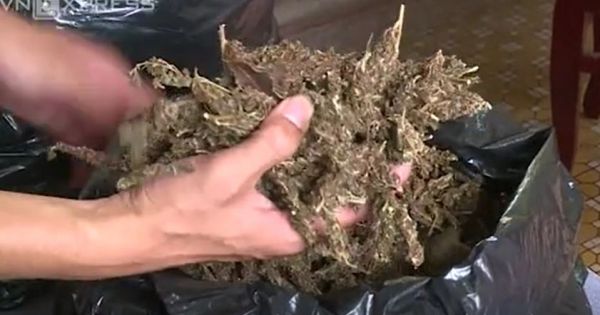 Thu giữ lượng cần sa khô trị giá hàng tỷ đồng ở biên giới Campuchia