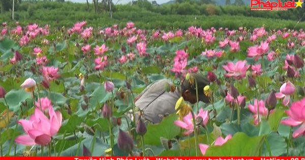 Quảng Ngãi: thu nhập cao nhờ trồng sen trên đất sình lầy