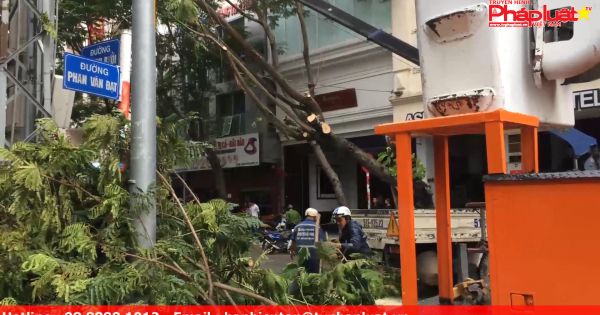 Cây xanh bất ngờ đỗ ngã xuống đường