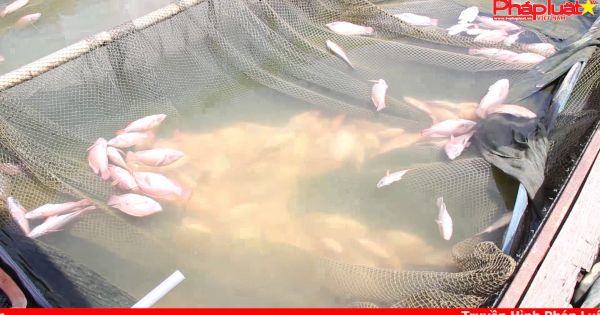 Hàng chục tấn cá chết không rõ nguyên nhân