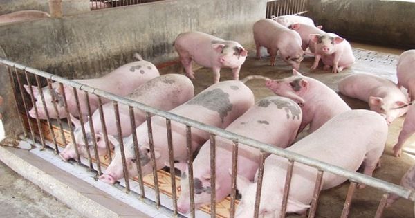 Heo hơi vượt 45.000 đ/kg, heo giống lên 1 triệu đồng/con