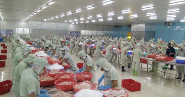 Thủy sản Hùng Vương (HVG) bị phạt nặng vì vi phạm quy định công bố thông tin