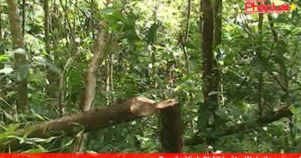 Quảng Ngãi: nông dân khốn đốn vì sóc rừng cắn phá keo