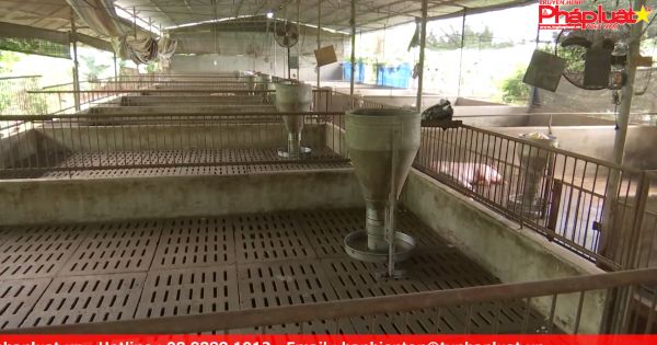 Đồng Nai: Sau giải cứu, người nuôi heo vẫn điêu đứng