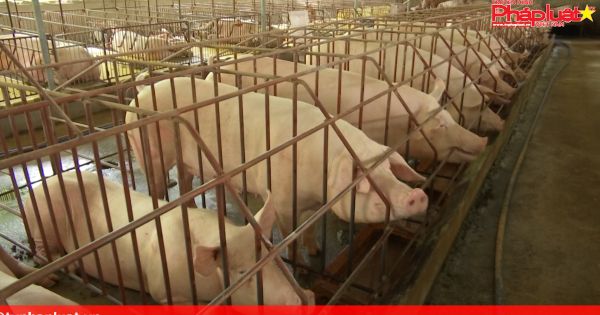 Đồng Nai: Heo tăng giá, người chăn nuôi bất lực tái đàn