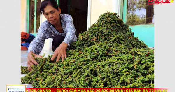 Điểm báo 05/08/2017: Cảnh báo tư thương Trung Quốc giở trò với hồ tiêu