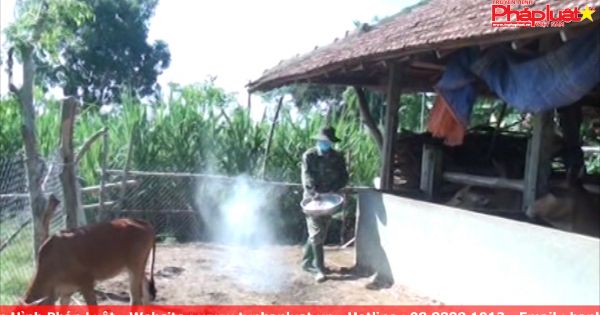 Quảng Ngãi: xuất hiện dịch lở mồm long móng trên bò