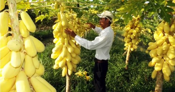 Điểm báo 09/08/2017: Rớt nước mắt nhìn 4kg đu đủ không mua nổi ly trà đá ở miền Tây