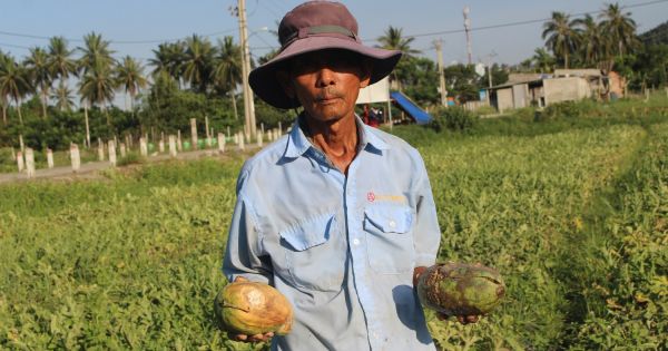 Điểm báo 12/08/2017: Đến lượt dưa hấu bán không ai mua, dân trắng tay