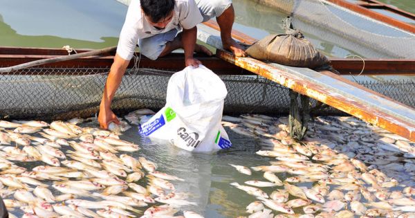 Điểm báo 18/08/2017: Vụ hàng chục tấn cá chết không có kinh phí hỗ trợ
