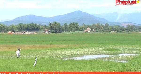 Dân bỏ ruộng hoang vì nỗi khổ ngập úng