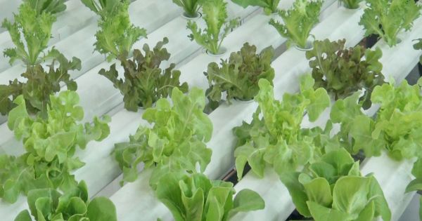 Nông sản thực phẩm sạch tiếp cận nguời tiêu dùng